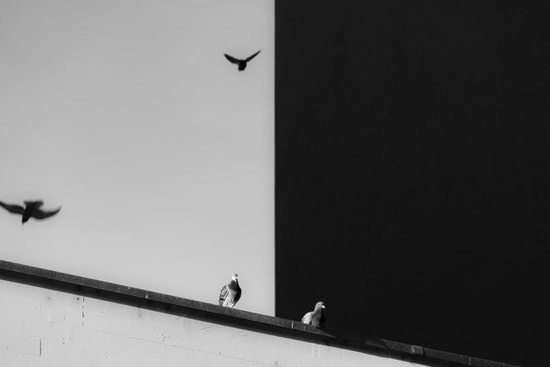 birds sitting on a roof and flying